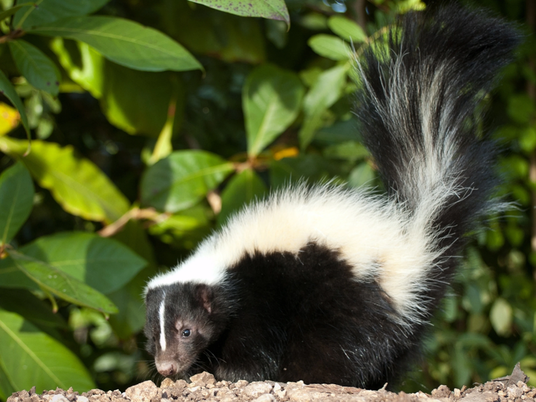 A small, black and white, furry animal, commonly known as a skunk, stands in front of green foliage.