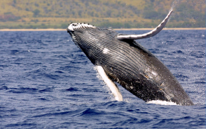 Large grey and white whale thrusting out of the blue ocean