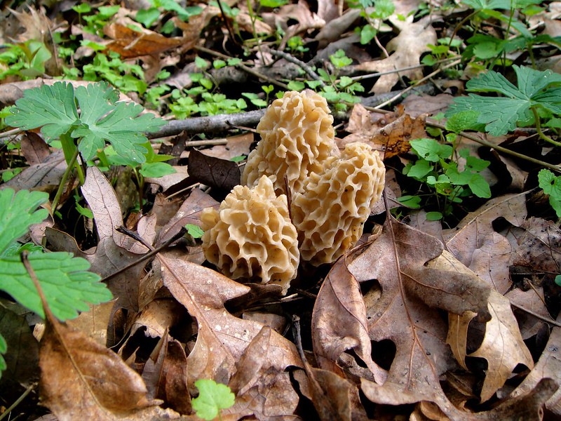 Three brown morel mushrooms, edible fungus which has a brown oval or pointed fruiting body with an irregular honeycombed surface, stick up out of the leafy foliage on the ground.
